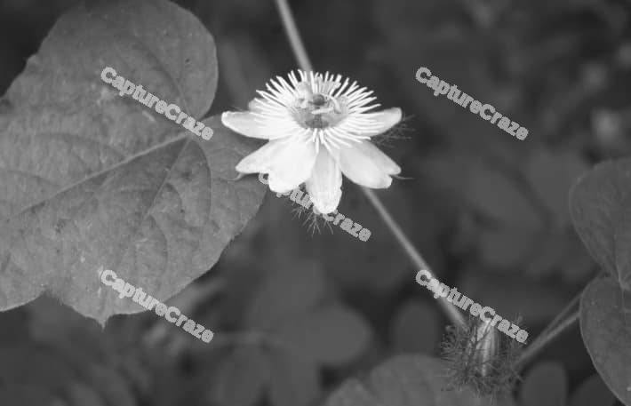 Monochrome desert Cacti flower